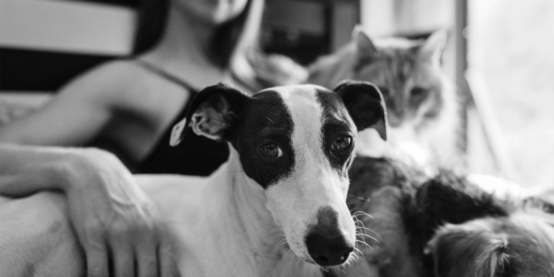 Pet Owner